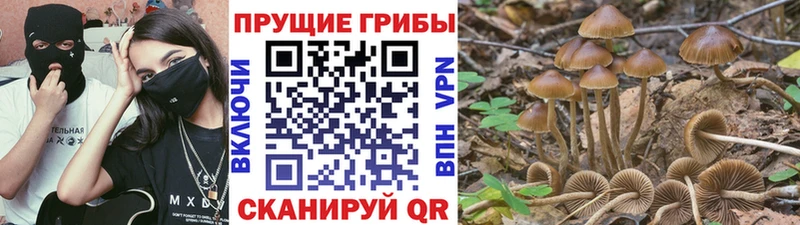 Купить где Козьмодемьянск Псилоцибиновые грибы Cubensis